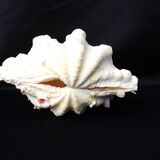 Tridacne Bénitier géant xx -ème