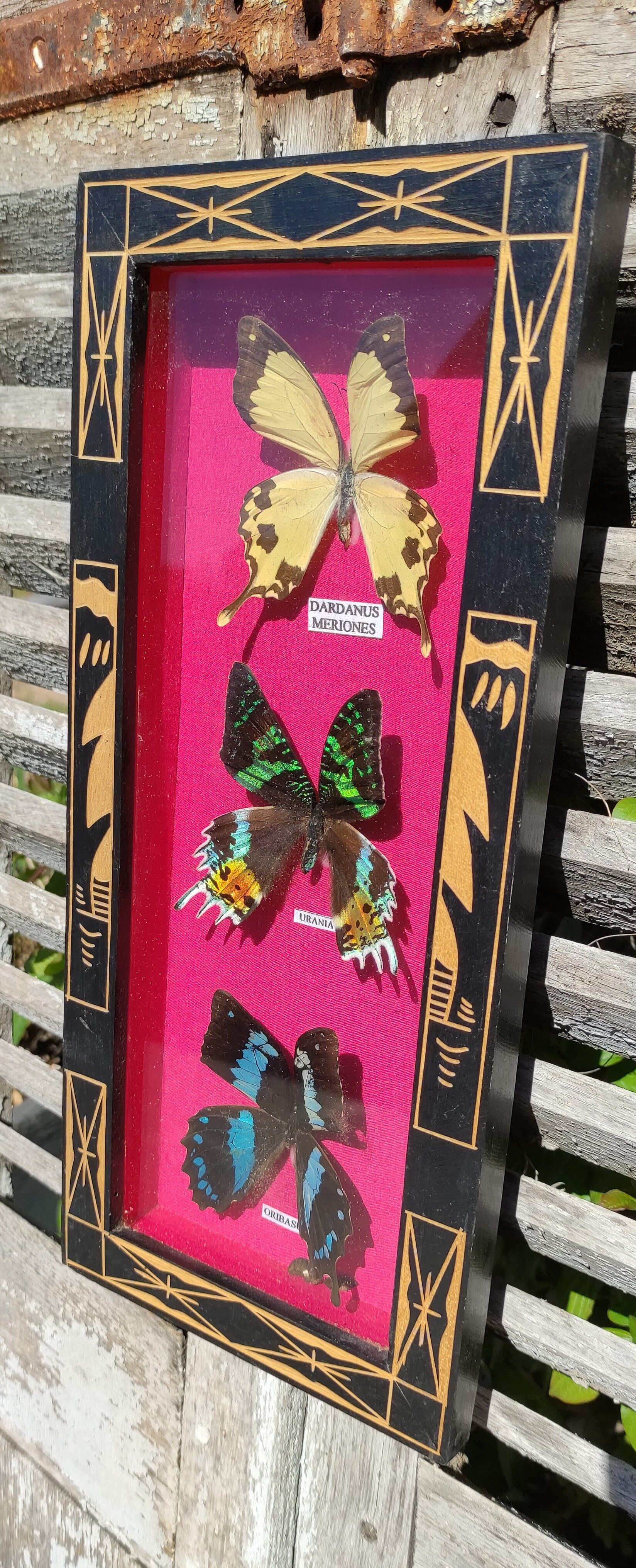 Vintage naturalized butterfly frame