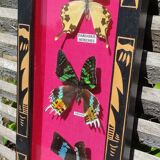 Vintage naturalized butterfly frame