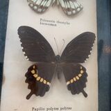 Vintage Display Of  Two Butterfly's, Taxidermy