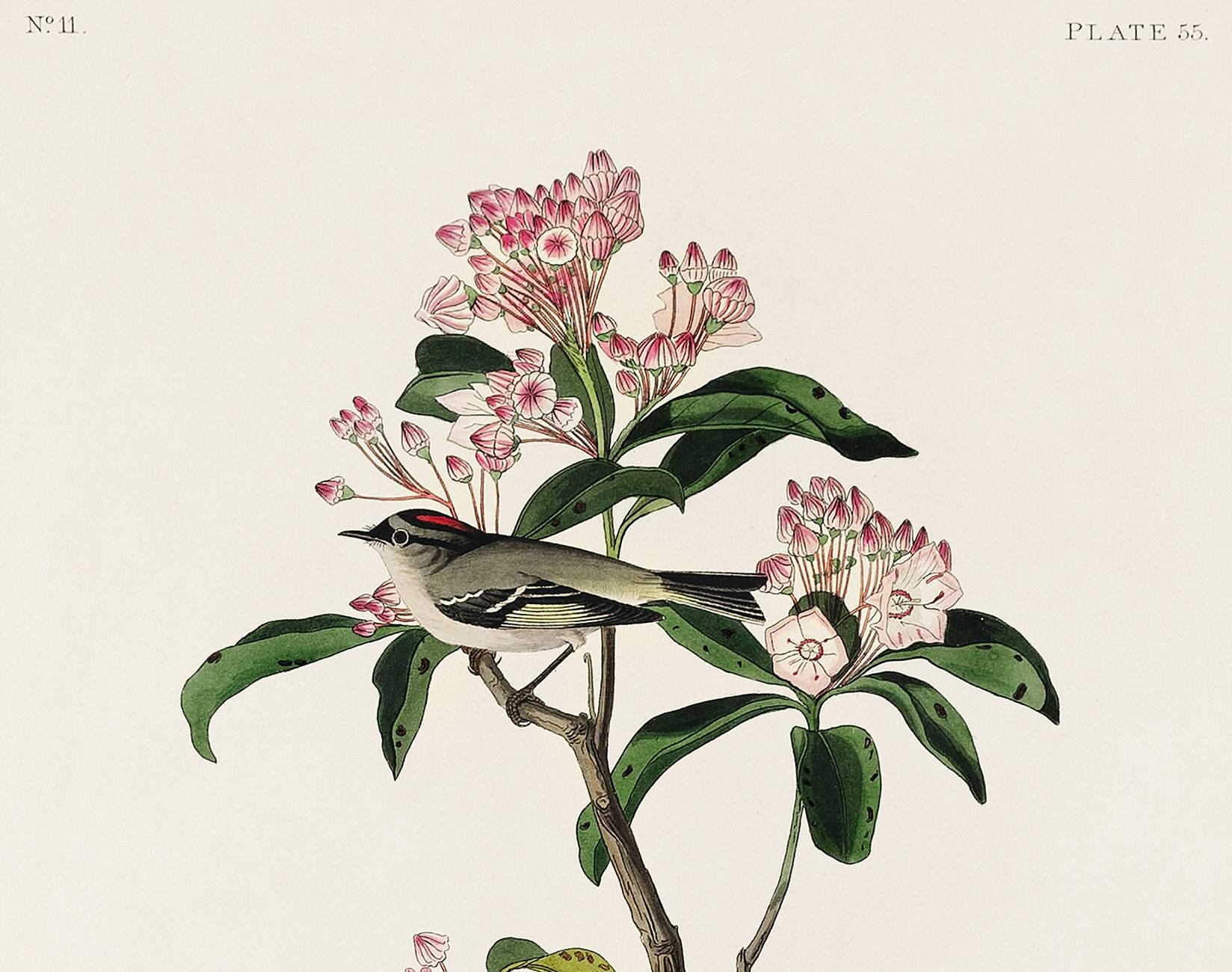 Poster about Cuvier's Kinglet, based on an old engraving from 1827.