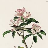 Poster about Cuvier's Kinglet, based on an old engraving from 1827.