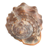 Large shell cypraea cassis rufa