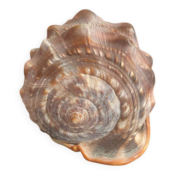 Grand coquillage cypraea cassis rufa