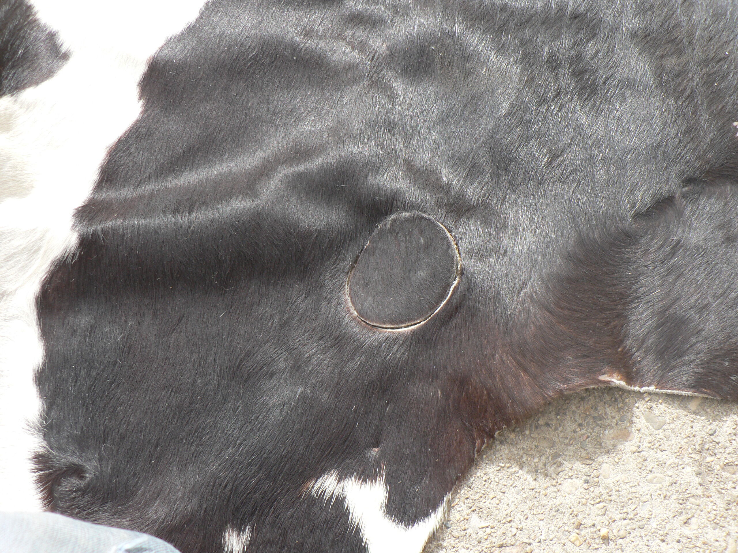 Rug cow skin, 215 x 195