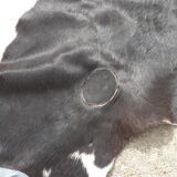 Rug cow skin, 215 x 195