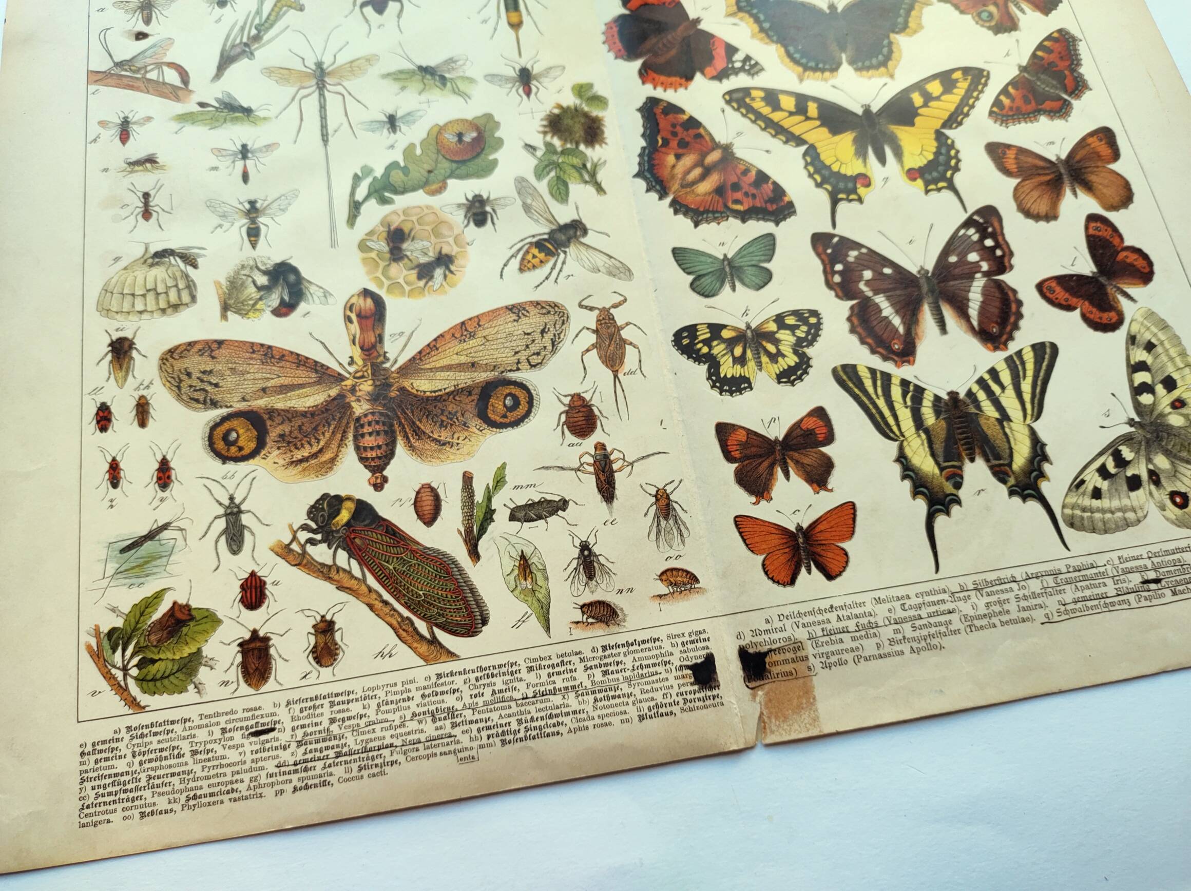 1898 Engraving - Butterflies and Flying Insects - Large Vintage Lithograph - 42 x 33 cm - Plate