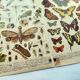 1898 Engraving - Butterflies and Flying Insects - Large Vintage Lithograph - 42 x 33 cm - Plate
