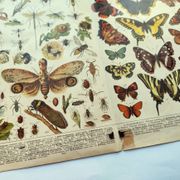 1898 Engraving - Butterflies and Flying Insects - Large Vintage Lithograph - 42 x 33 cm - Plate