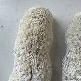 Pair of Fungia "shark cushion" corals