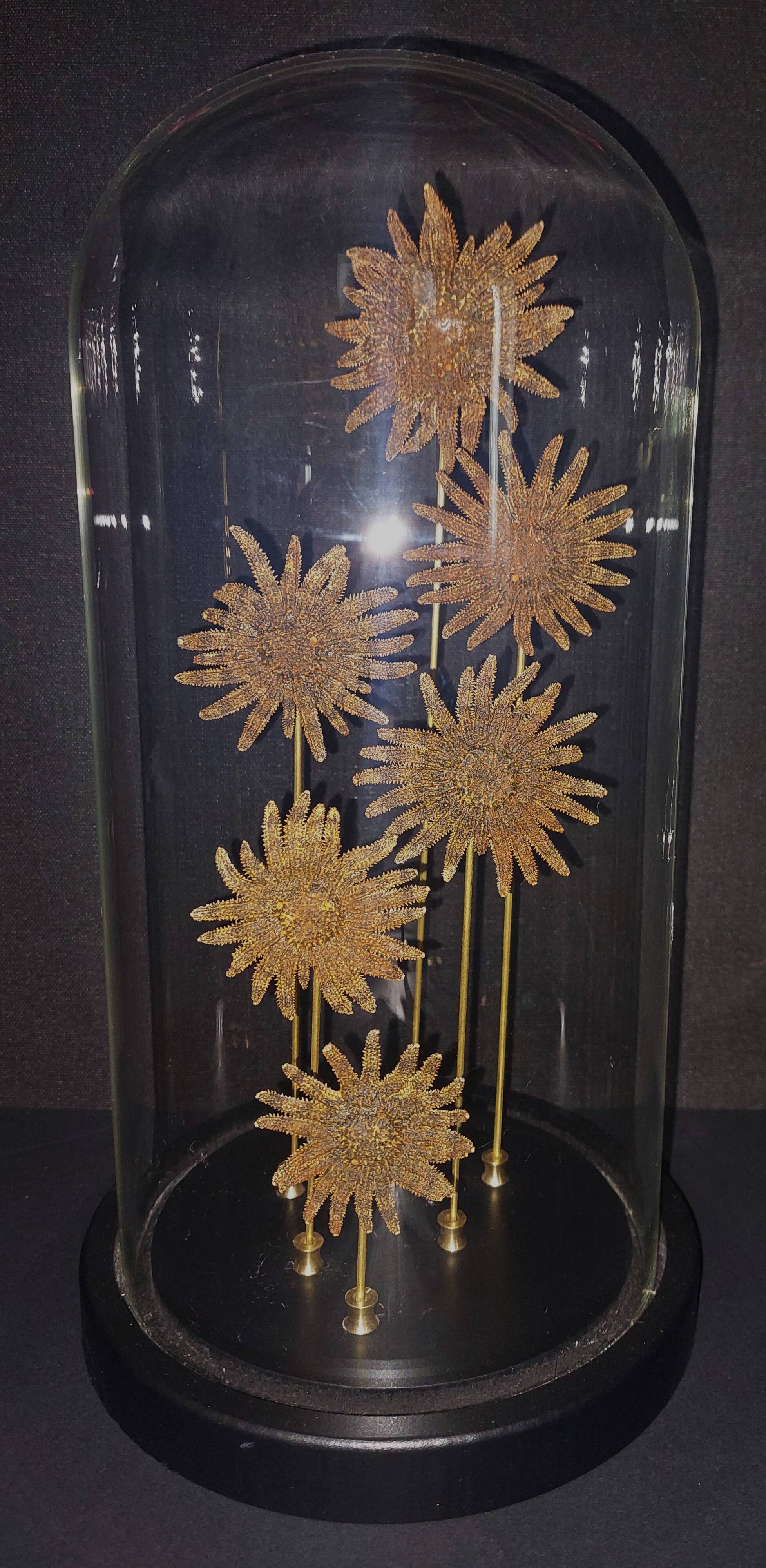 Cabinet of Curiosities globe with starfish heliaster kubiniji