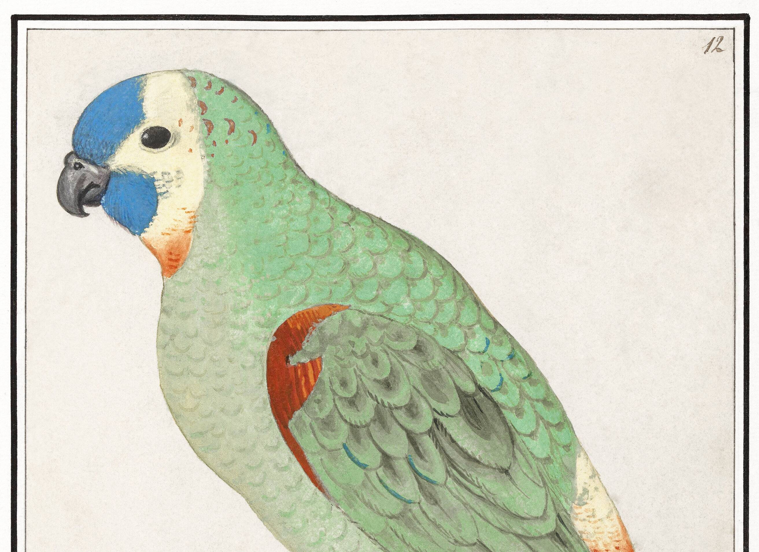 Small poster about the parakeet, after an old engraving from 1610.