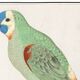 Small poster about the parakeet, after an old engraving from 1610.