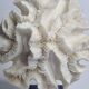 Old white coral "méandrine" on marble base, 25 cm