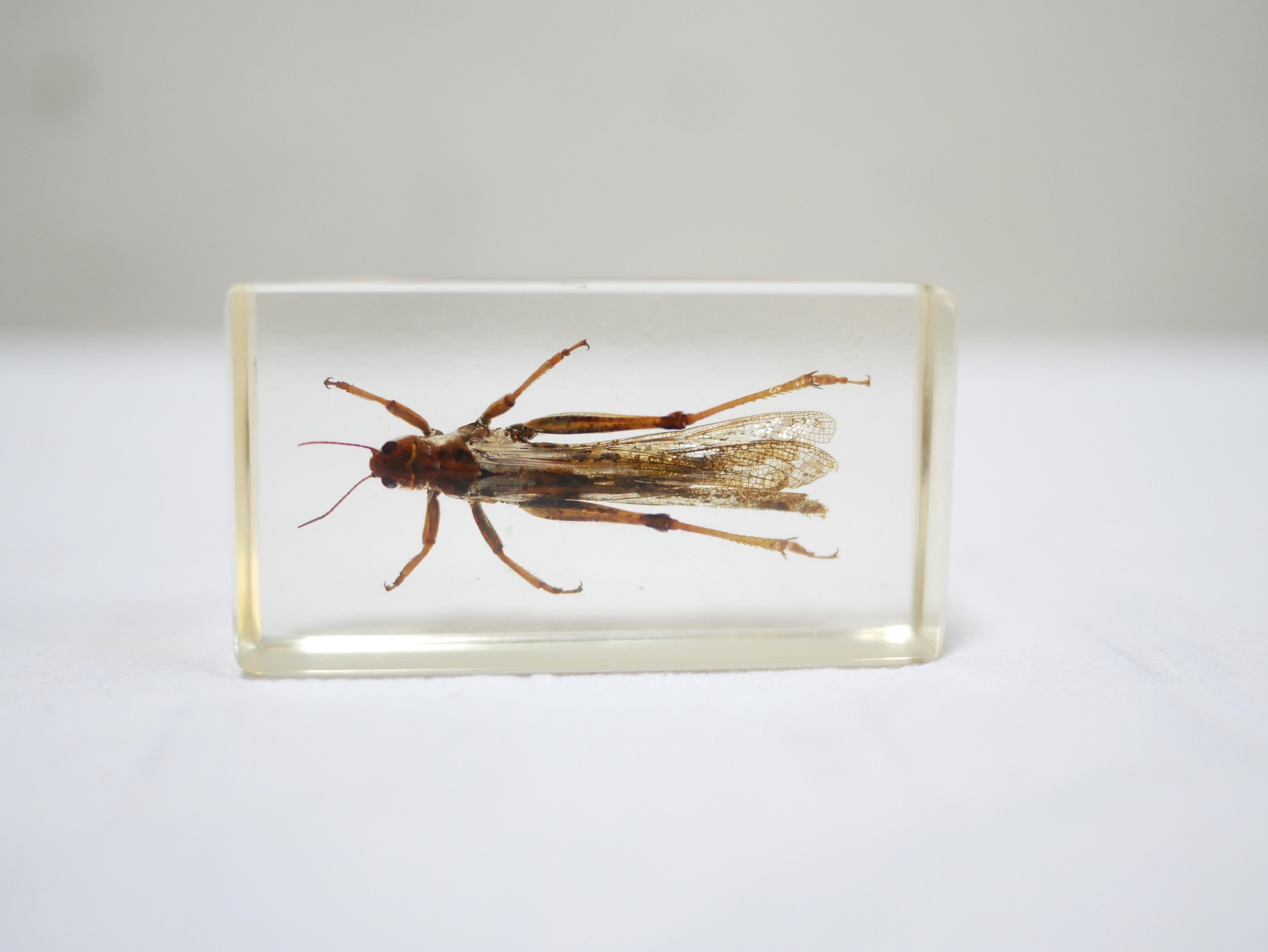 Insecte résine vintage