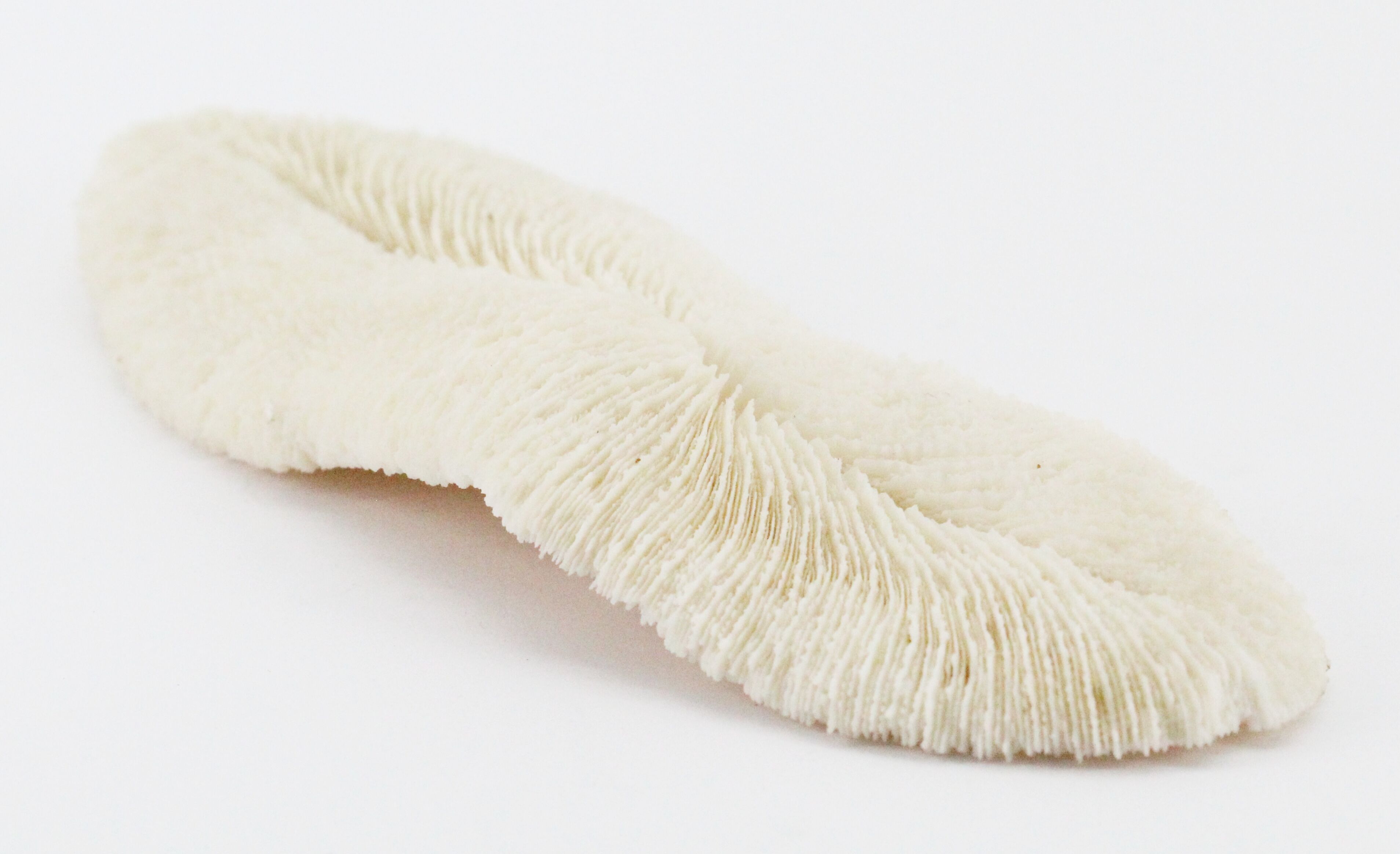 White sponge coral