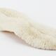 White sponge coral