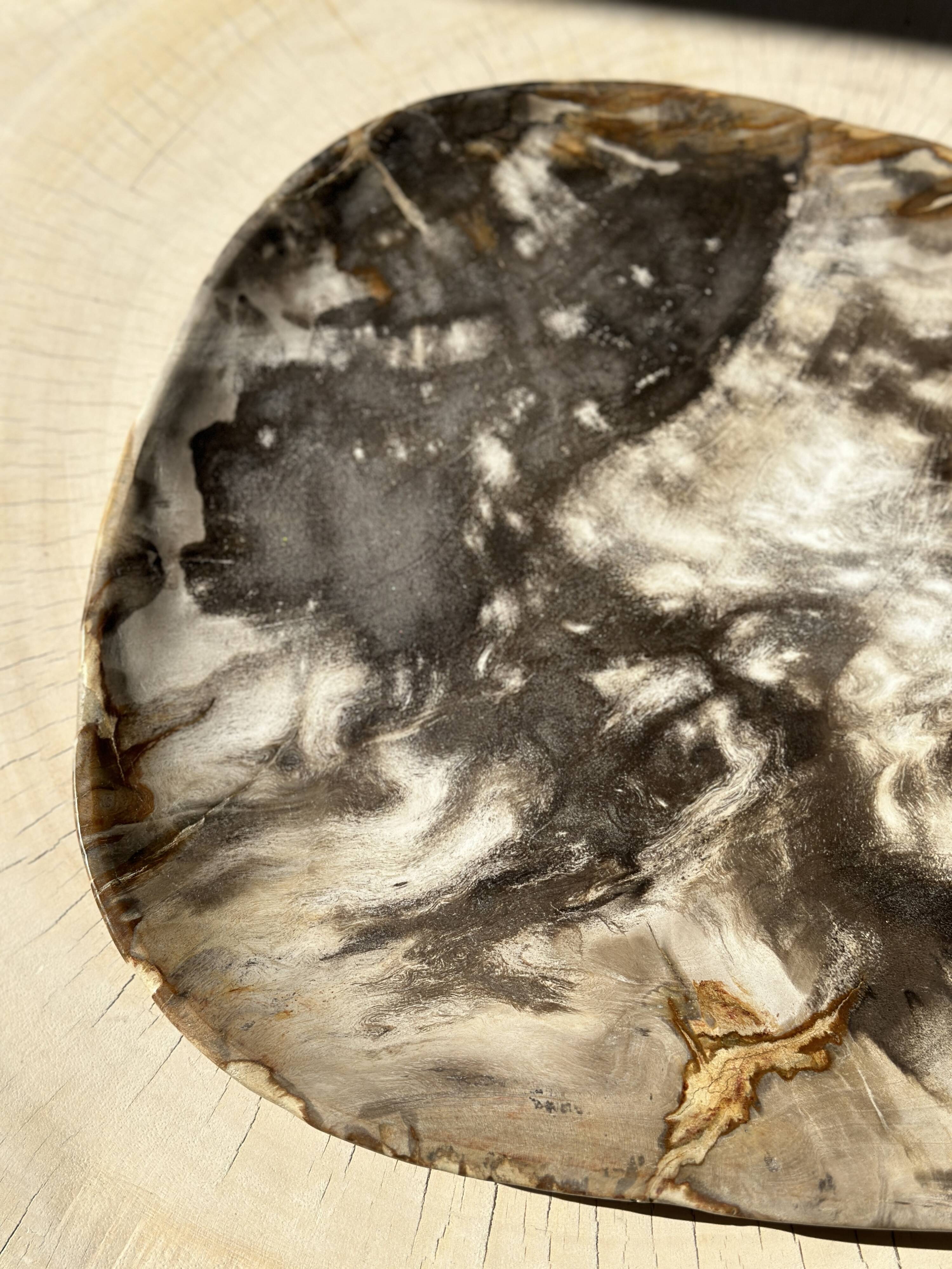 Very large pocket or dish in petrified wood