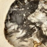 Very large pocket or dish in petrified wood