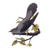 Old bird plate from the 1960s - Grey Cuckoo - Vintage zoological and ornithological illustration