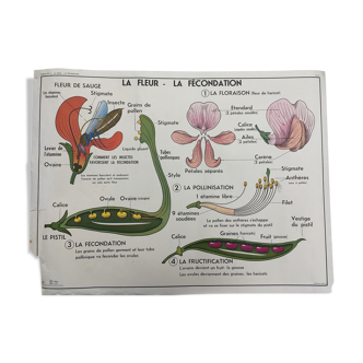 Affiche scolaire vintage des années 60 recto verso - La fleur / fécondation, multiplication