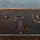 1900 travel trunk
