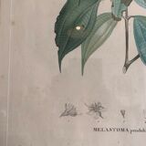 Cadres planches botanique vintage