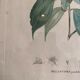 Vintage botanical boards frames