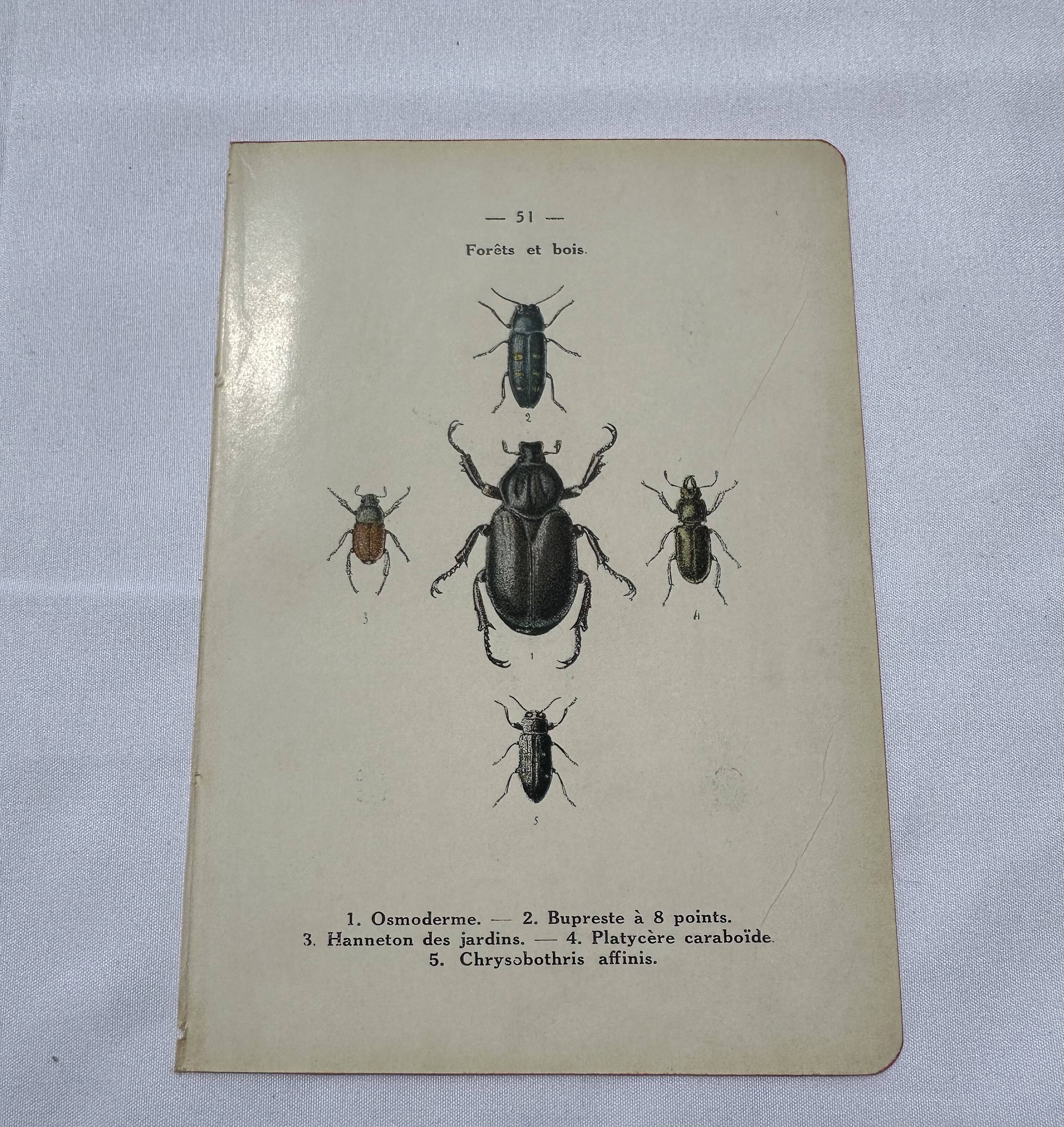 Old double-sided lithographic botanical plate.