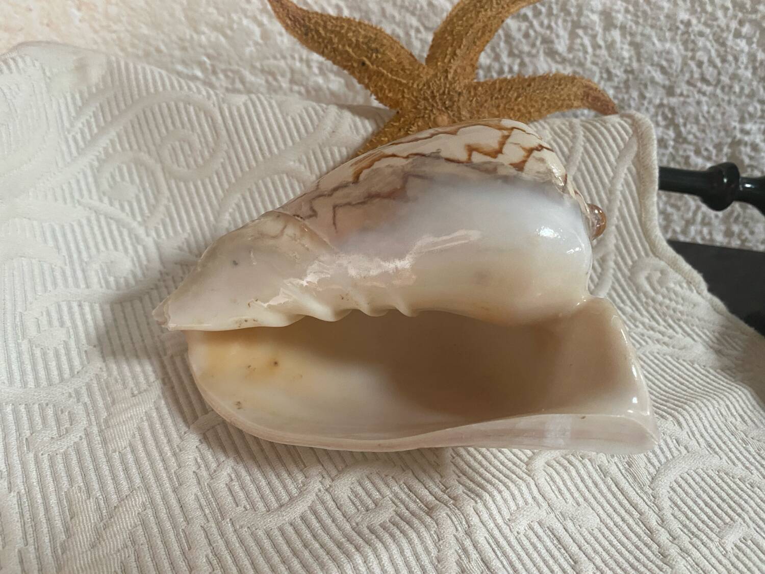 Vintage Voluta nobilis shell