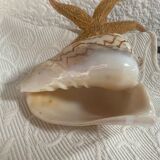 Vintage Voluta nobilis shell