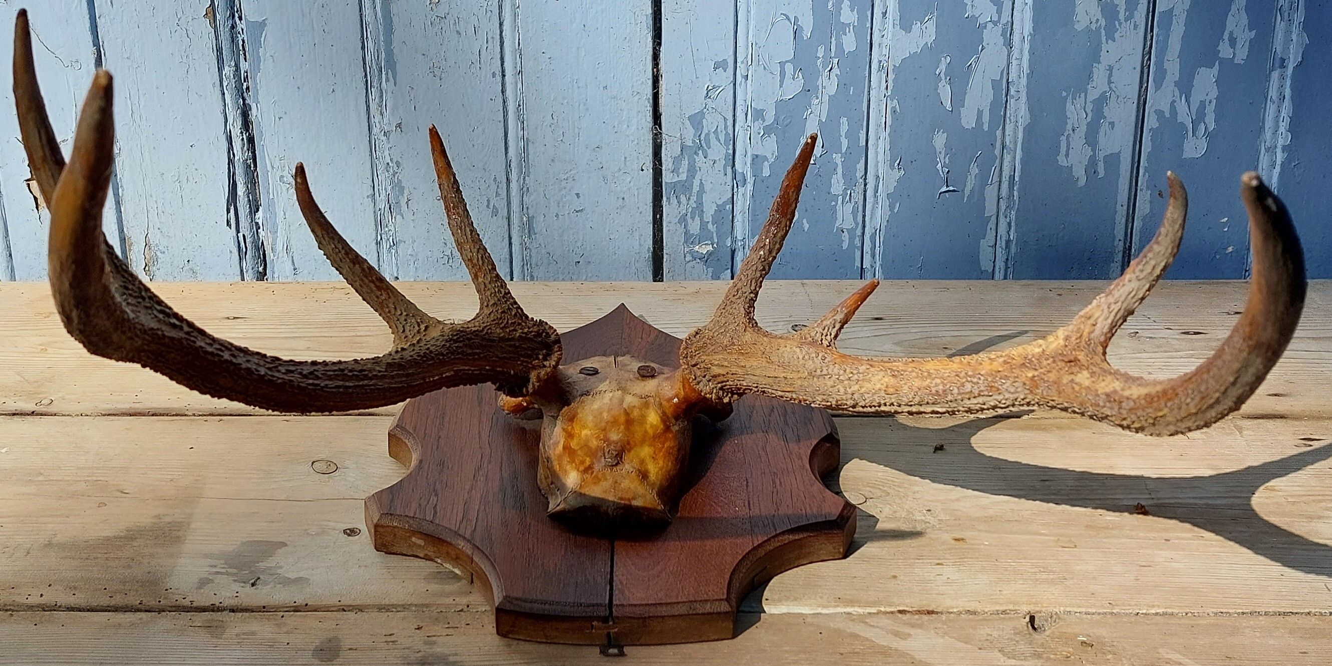 Deer massacre trophy