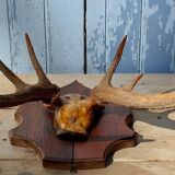 Deer massacre trophy