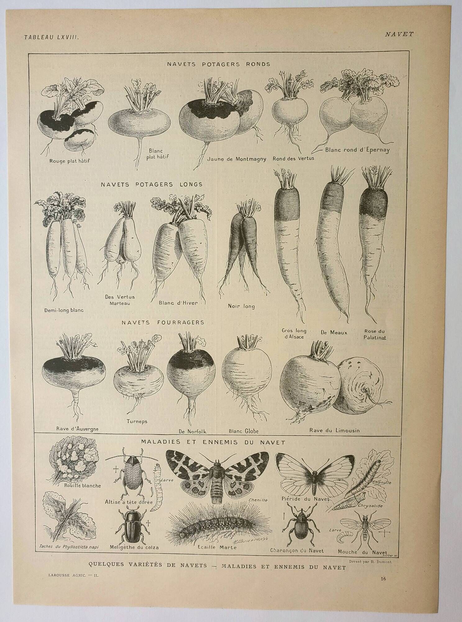 Old lithograph 1922, Turnip, varieties and enemies, vegetables • Engraving, original illustration