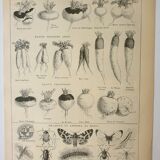 Old lithograph 1922, Turnip, varieties and enemies, vegetables • Engraving, original illustration