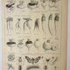 Old lithograph 1922, Turnip, varieties and enemies, vegetables • Engraving, original illustration
