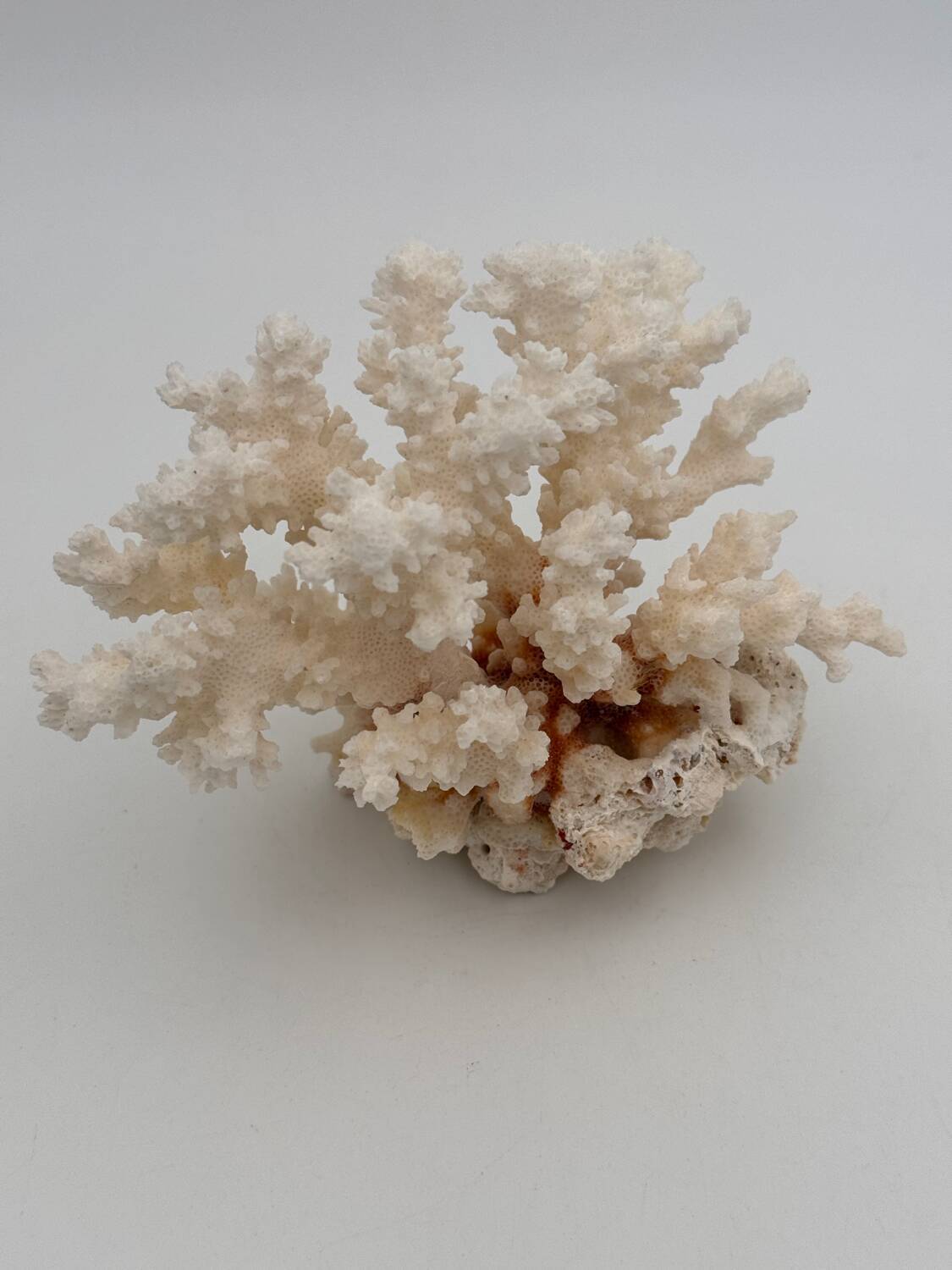 Old white natural coral - 1970s
