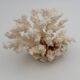 Old white natural coral - 1970s