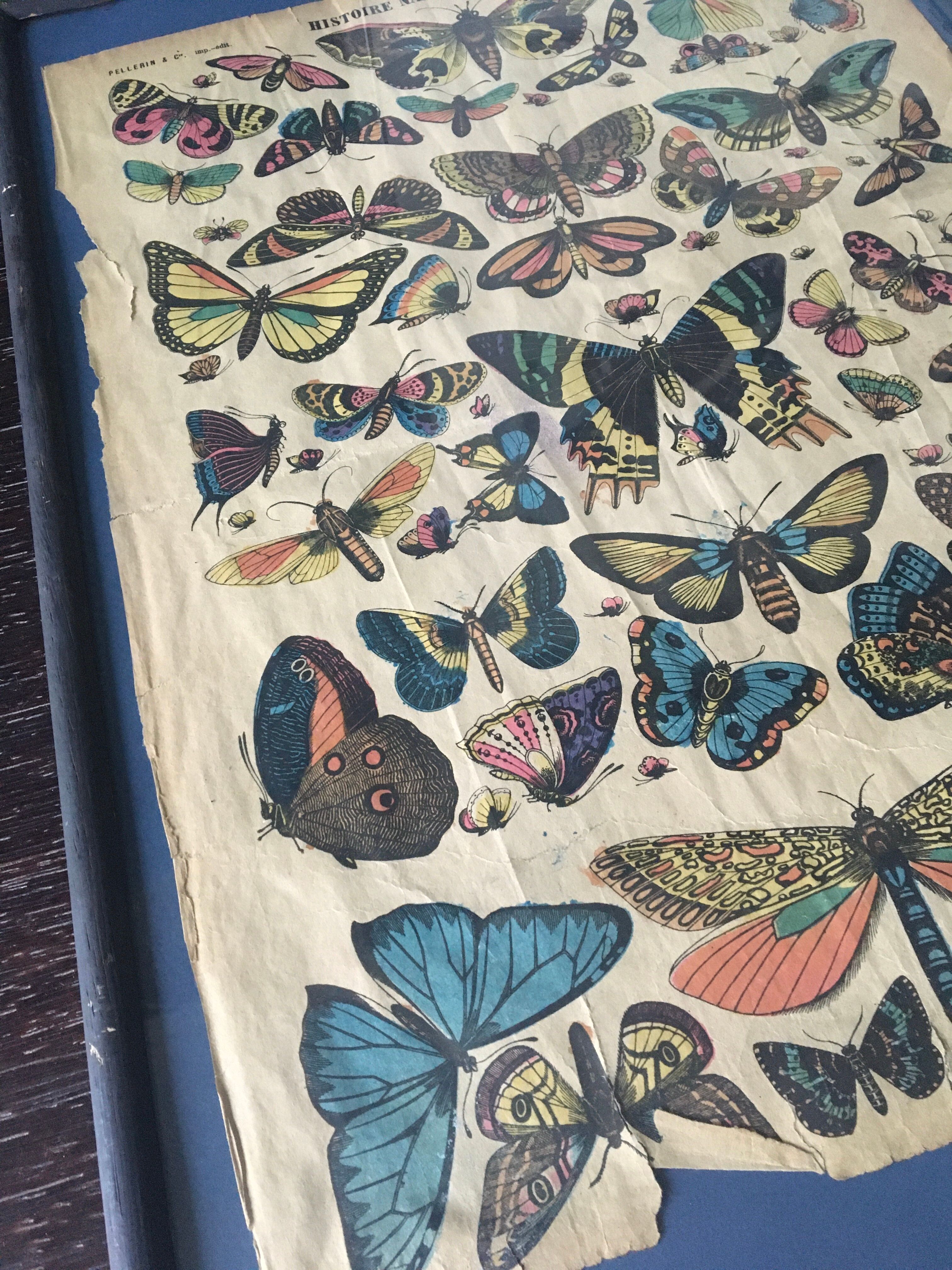 Framed botanical plank, 1900