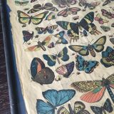 Framed botanical plank, 1900