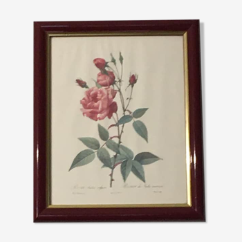 Table reproduction pj redoute. rosa indica vulgaris or common Indian rose