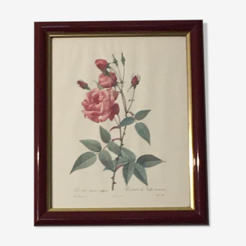 Tableau reproduction p.j. redoute. rosa indica vulgaris ou rosier des indes communs