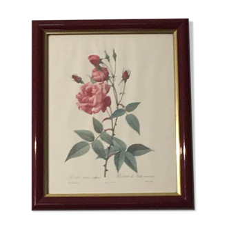 Table reproduction pj redoute. rosa indica vulgaris or common Indian rose