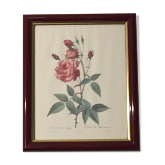 Tableau reproduction p.j. redoute. rosa indica vulgaris ou rosier des indes communs