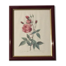 Table reproduction pj redoute. rosa indica vulgaris or common Indian rose