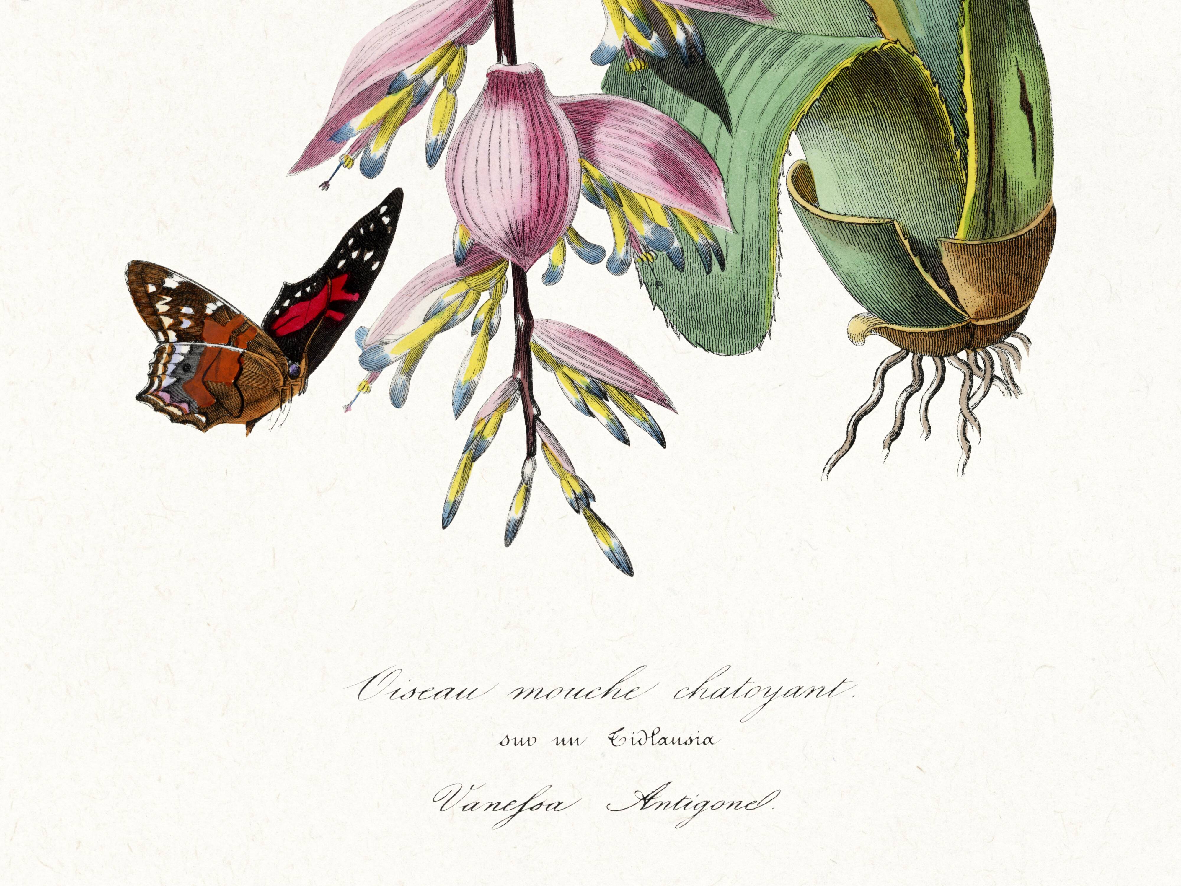 Poster on "Hummingbird and Exotic Plant", based on an old engraving