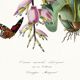 Poster on "Hummingbird and Exotic Plant", based on an old engraving