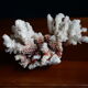 Ancient white coral from the 70s