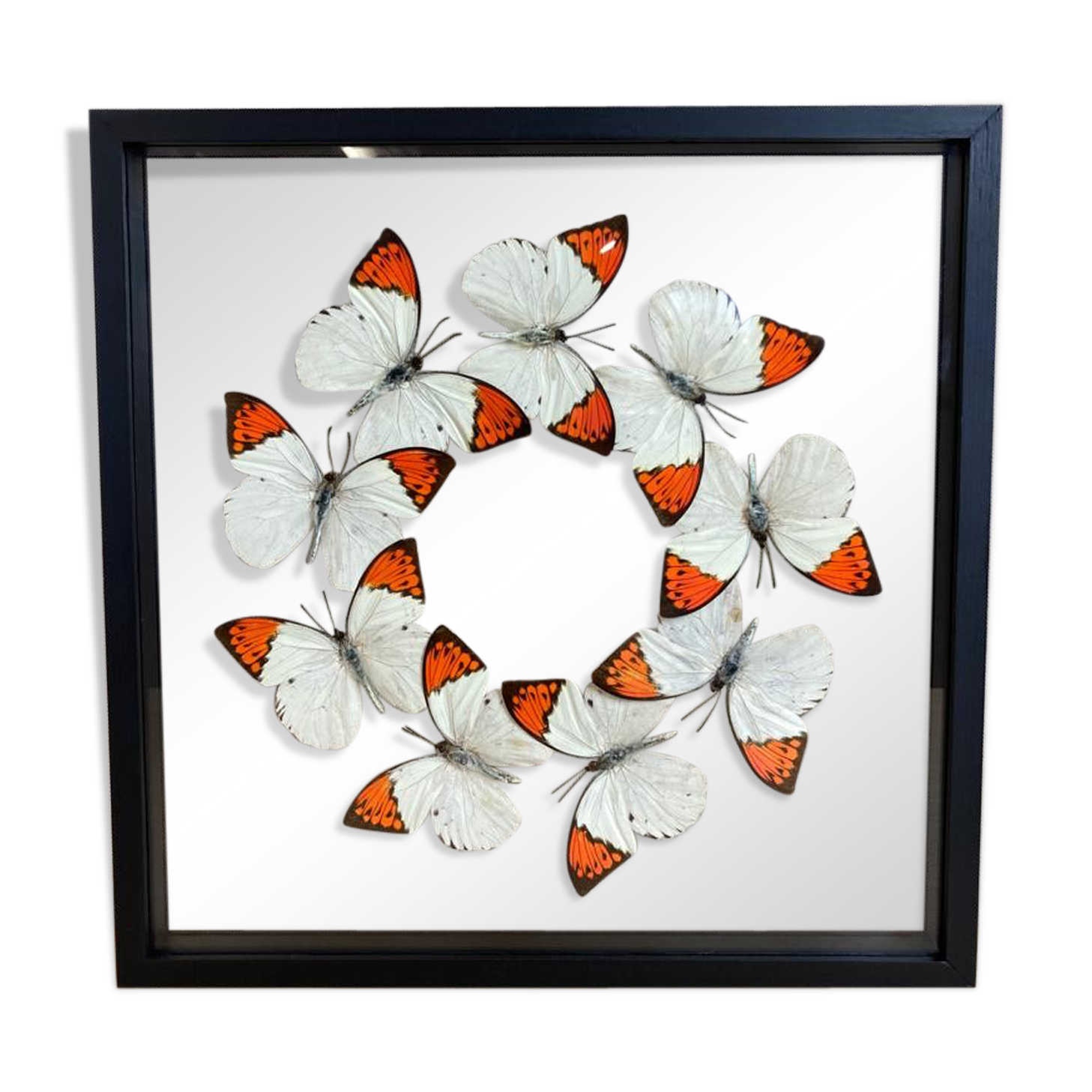 Butterfly frame