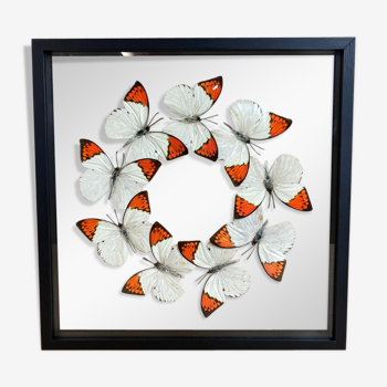 Butterfly frame